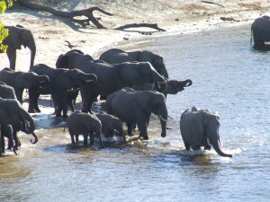 elephants
