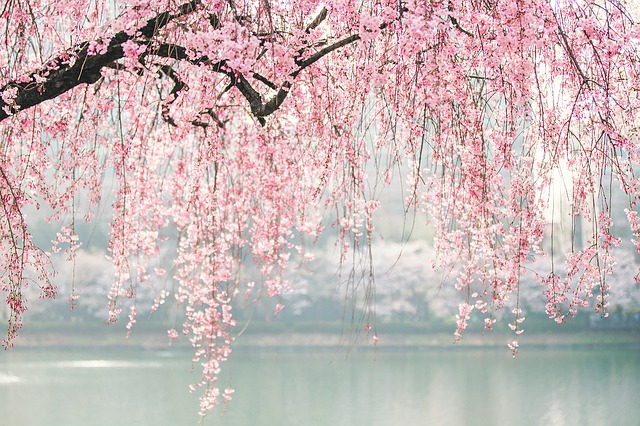 cherry blossom