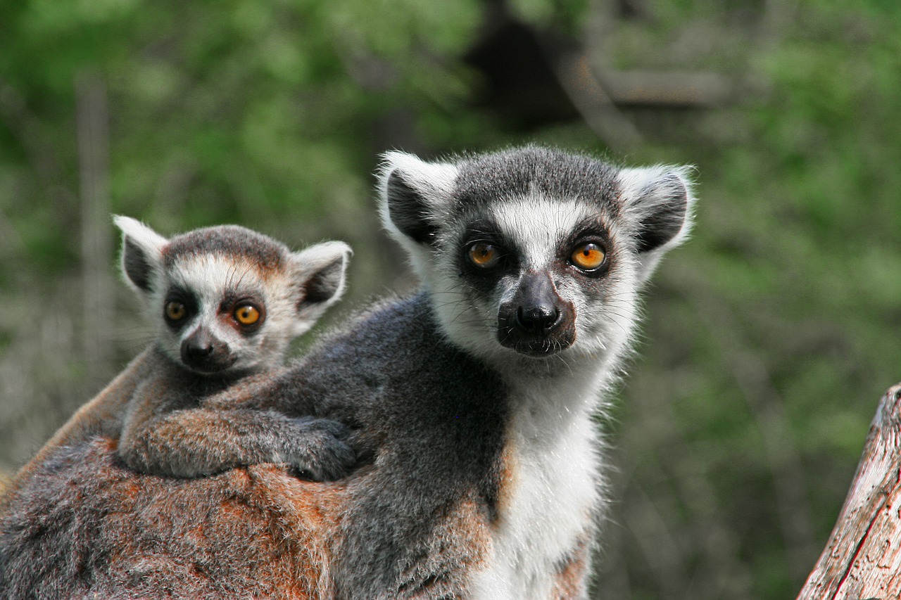 lemuri Africa crimini ambientali