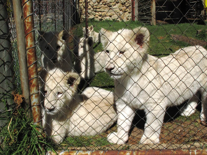 leoni leonicini bianchi sudafrica
