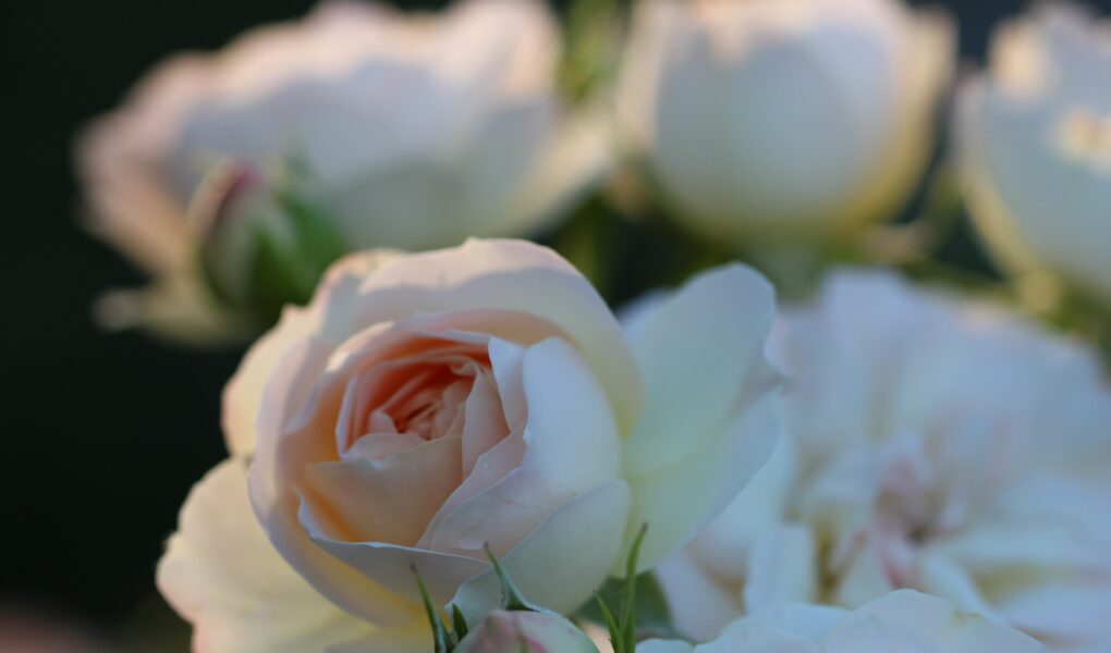fiori meditazione corso