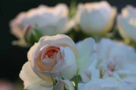 fiori meditazione corso